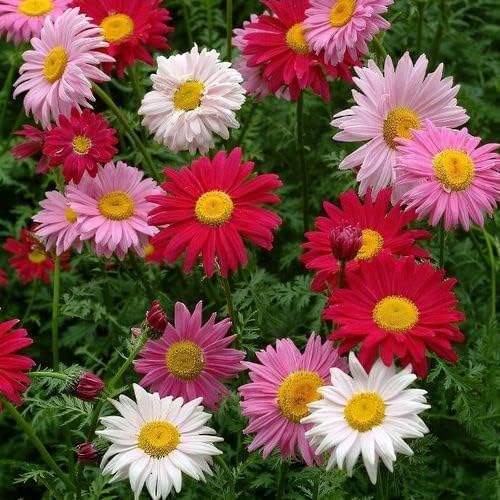 2000+ Pyrethrum Tanacetum coccineum - Flower Garden Seeds - Perennial Flower Seeds