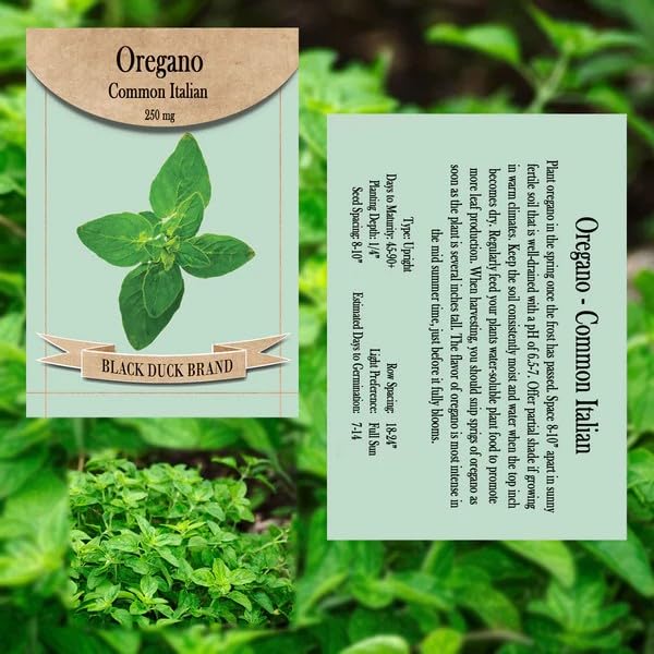 Set of 7 Culinary Herb Garden Seed Collection – Grow Fresh Herbs for Cooking & Seasoning – Non-GMO, Heirloom, High Germination – Basil, Oregano, Thyme & More