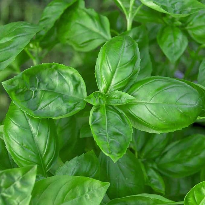 Outsidepride Genovese Sweet Basil Seeds for Planting - 1/8 lb. Easy to Grow Annual Herb Garden Seeds with Aromatic & Flavorful Foliage for Containers, Companion Planting, Indoors & Outdoors
