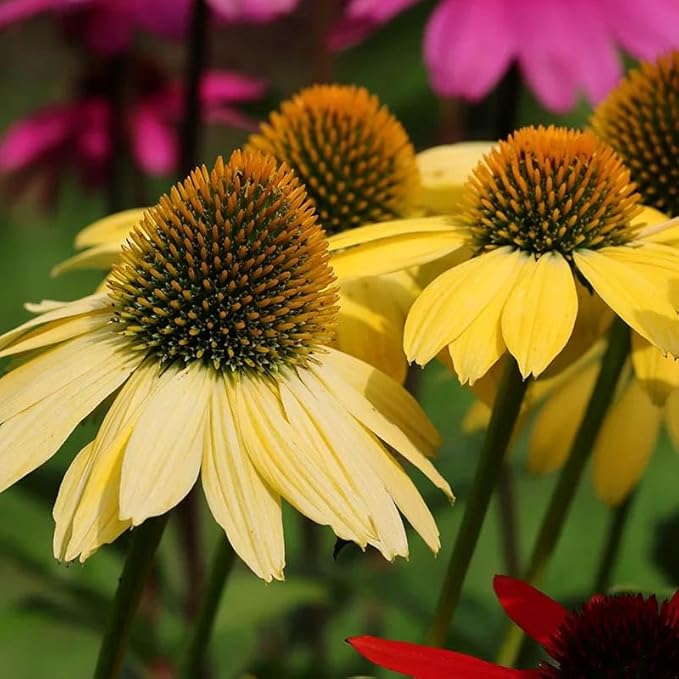 Outsidepride Mellow Yellows Echinacea Coneflower Seeds - 25 Pcs Perennial, Deer-Proof & Drought Tolerant Flower Seeds with Daisy-Like Blooms for Pollinator-Friendly Gardens, Borders, & Meadows