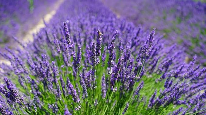 Gardenera Lavender Potting Mix - Provide Your Plants with The Perfect Soil Composition - 3 QUARTS