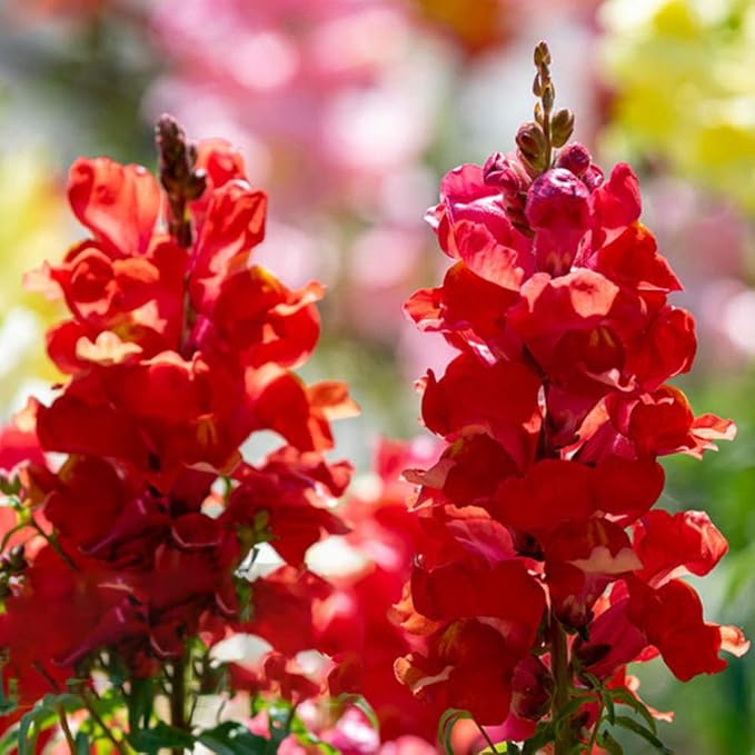 6000 Pcs Snapdragon Seeds for Planting Outdoor Garden, Snap Dragon Seeds for Planting Flowers, Pollinator-Friendly Color Mix, Annual Antirrhinum Majus
