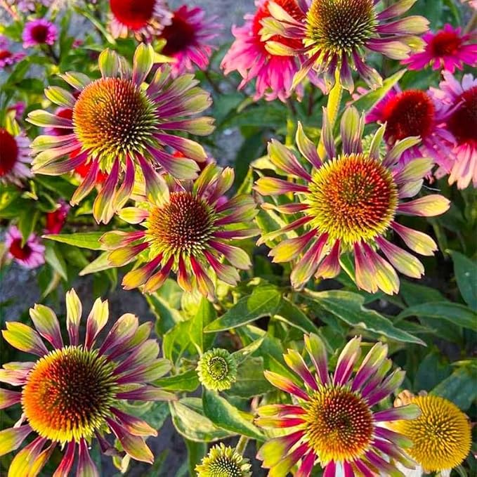 2100+ Mix Echinacea ConeFlower Seeds for Planting-Non-GMO Heirloom Plant Seeds Garden Outdoor-Colored Blooms