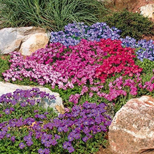 Outsidepride Cascade Mix Aubrieta Rock Cress Seeds - 1000 Pcs Perennial Flower Seeds, Easy to Grow, Low Maintenance, Cascading & Low Growing, for Baskets, Rock Walls, or Ground Covers