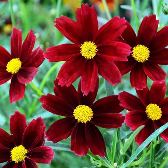 2000+Dwarf Coreopsis Wild Flower Seeds for Planting Outdoor-Perennial Coreopsis Plants Bloom Garden Home Non-GMO Heirloom