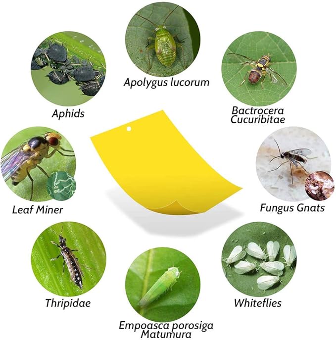 Kensizer 50-Pack Fruit Fly Trap, Yellow Sticky Gnat Traps Killer for Indoor/Outdoor Flying Plant Insect Like Fungus Gnats, Whiteflies, Aphids, Leaf Miners - 6x8 in, Twist Ties Included
