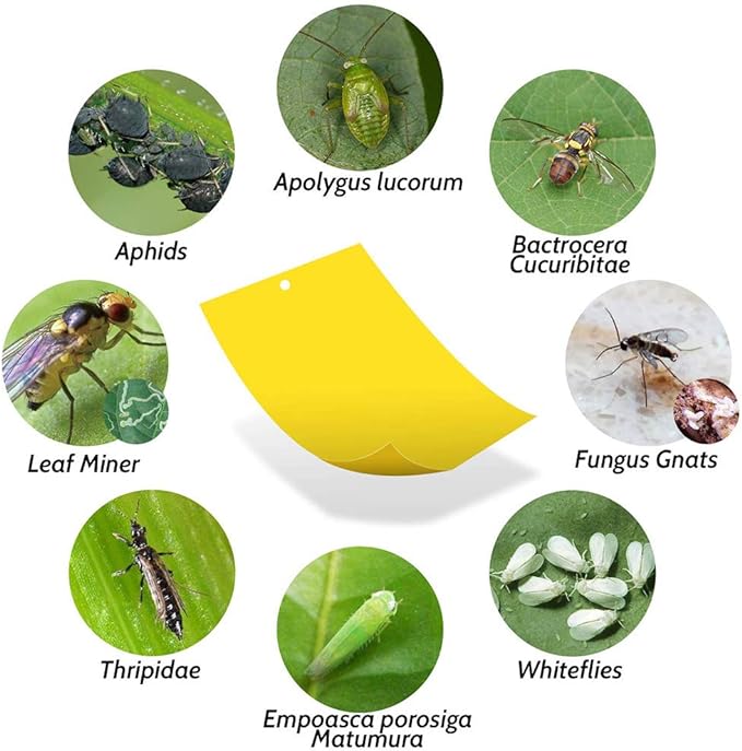 Kensizer 10-Pack Fruit Fly Trap, Yellow Sticky Gnat Trap Killer for Indoor/Outdoor Flying Plant Insect Like Fungus Gnat, Whiteflies, Aphids, Leaf Miners - 6x8 in, Twist Ties Included