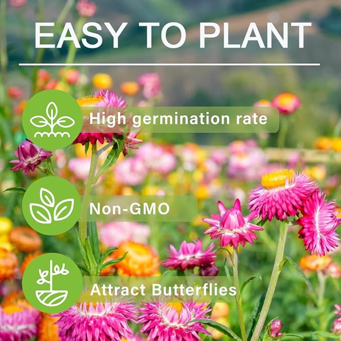 2500+ Perennial Mixed Strawflower Flower Seeds for Planting Outdoors-Attracts Bees&Butterflies Fragrant Butterfly
