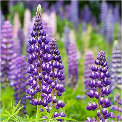 Seed Needs Perennial Wildflower Seed Mix | 2 Ounce 30,000+ Seeds 16 Species Perennial Seeds for Planting | Pollinator Garden Favorites Include Lupine, Blanket Flower, Black Eyed Susans | Bulk