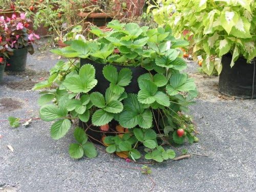 Smart Pots 45-Gallon Smart Pot Soft-Sided Container, Black