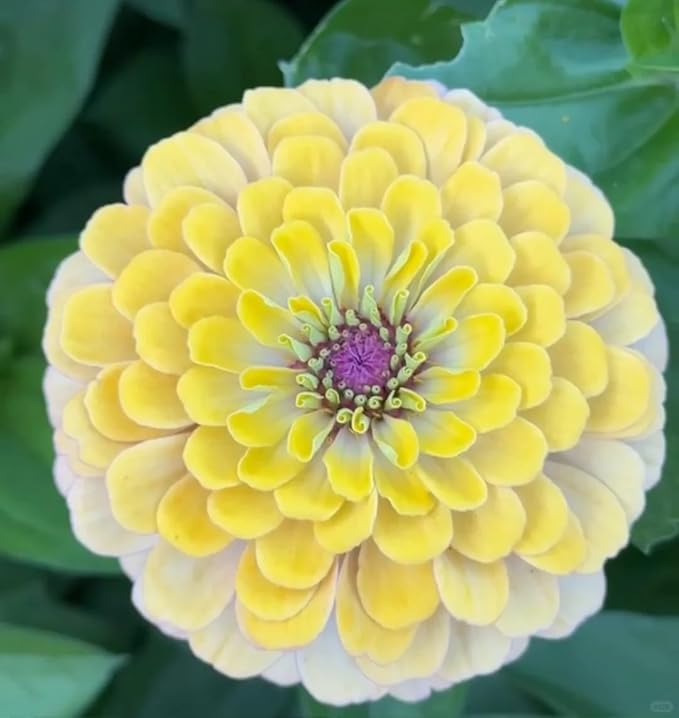 50 Zinnia Flower Seeds for Planting, Perennial Zinnia Flower Seed, Non-GMO Heirloom Zinnias Seeds for Home Garden Outdoor