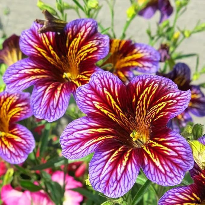 300+ Chilean Stunning Flowers Seeds for Planting Outdoor Non-GMO Heirloom