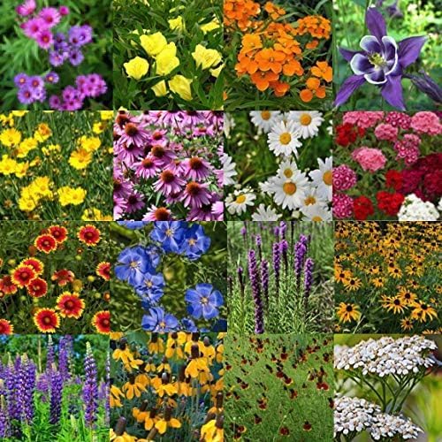 United States Nationwide Bulk Perennial Wildflower Seed Mix - All U.S. Zones - Plant in Spring and Fall (1 Pound Covers 2,000 Square feet) (1 Pound)