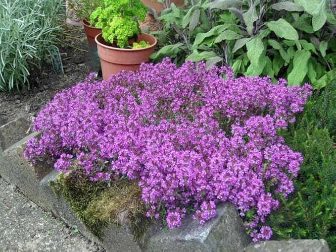 1500+ Creeping Thyme Flowers Seeds Herb Seed Thymus Serpyllum Ground Cover Plant
