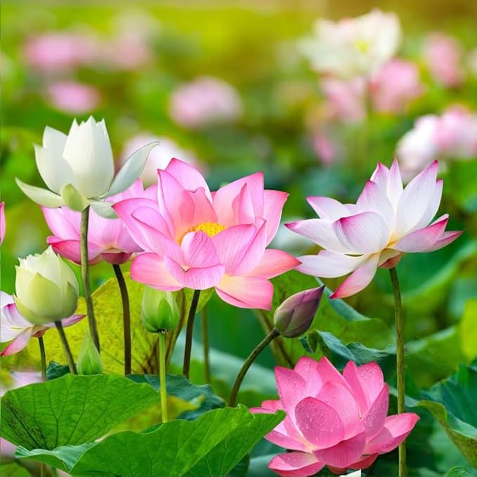Premium Lotus Seeds for Planting – 15 Pre-Cut Bonsai Lotus Flower Seeds in Water – Non-GMO, Heirloom - Grow Stunning Lotus Flowers in Ponds & Gardens