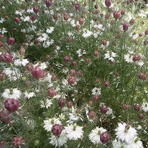Outsidepride Jewels Marbles Nigella Seeds - 2000 Pcs Annual Flower Seeds for Planting with Vibrant Blooms & Lacy, Fern-Like Foliage, Attractive Cut Flower for Small Garden Spaces & Floral Arrangements
