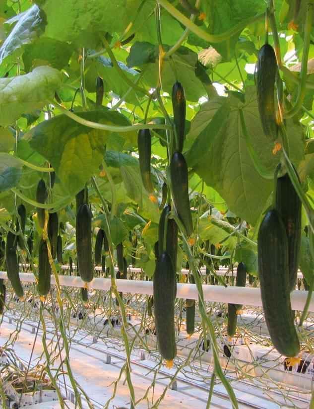 Seeds Cucumber Chinese Wonder Open-Pollinated / 60 Days/Non GMO/Heirloom