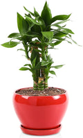 vicrays Ceramic Plant Pots Indoor - 6.5 Inch Planter Pot with Drainage Hole and Saucer for Succulent Orchid Flower Herbs Cactus - Ideal for Gardening Home Desktop Office Decor - Red