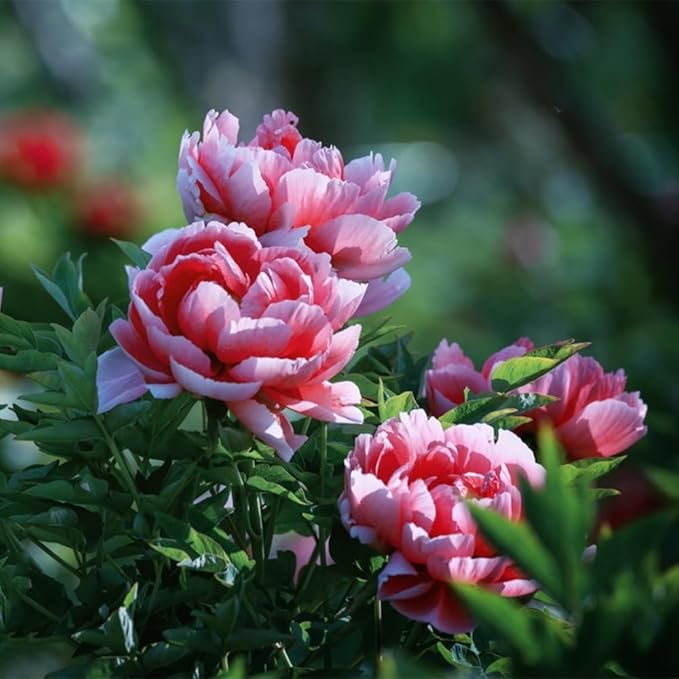 100Pcs Peony Flower Seeds – Premium Peony Seeds for Planting – Easy to Grow Fragrant Garden Flowers for Outdoor, Yard, Patio & Landscaping Decoration