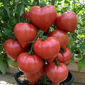 100 Rare Giant Oxheart Tomato Seeds Huge Tasty Vegetable Seeds Heirloom
