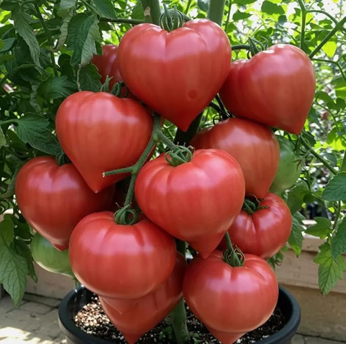 100 Rare Giant Oxheart Tomato Seeds Huge Tasty Vegetable Seeds Heirloom
