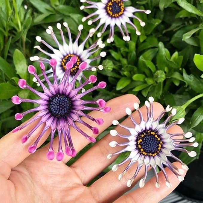 145+ Rare Perennial African Rare Daisy Flower Seeds for Planting Outdoor-Non-GMO Heirloom Garden Decoration