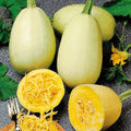 25 Organic Spaghetti Winter Squash Seeds for Planting. Non GMO and Heirloom. 2.5 Grams of Seeds. Garden Vegetable Survival