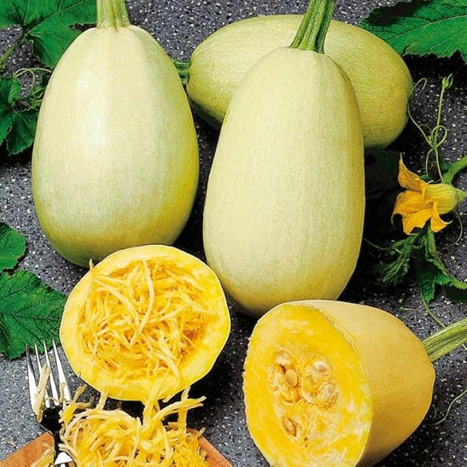 25 Organic Spaghetti Winter Squash Seeds for Planting. Non GMO and Heirloom. 2.5 Grams of Seeds. Garden Vegetable Survival