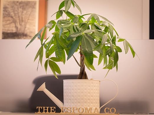 Espoma 8 Ounce Concentrated Organic Indoor Plant Food - Indoor Plant Fertilizer for Large & Small Plants Like Pothos, Fiddle Leaf Fig, Monstera, Snake & Palms - Pack of 2
