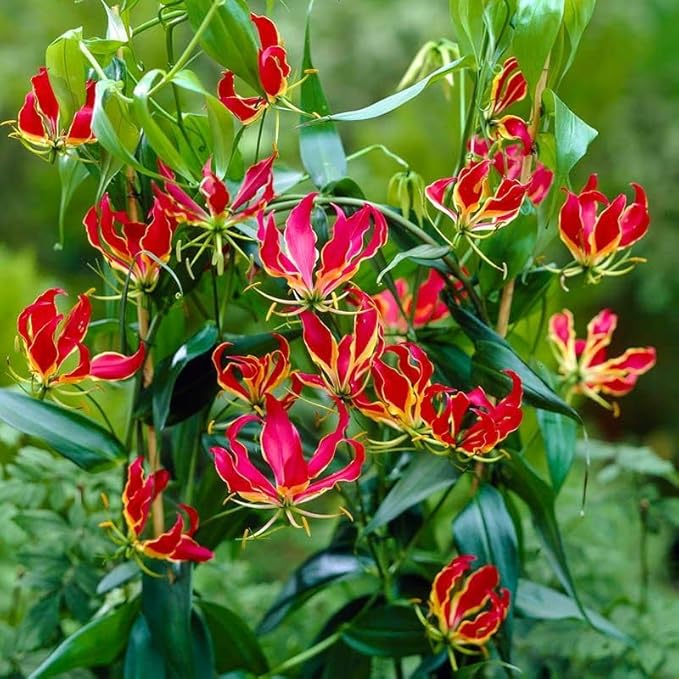 30+Rare Flame Lily Flower Seeds for Planting Outdoor Pollinator Friendly
