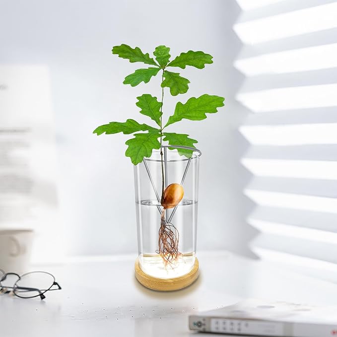 Glass Acorn Sprouting Seed Starter Vase - Acorns Tree Growing Kit with Base, Hydroponics Terrariums Pot Deco Indoor Unusual Gift for Gardening Lovers (Not Included Acorn