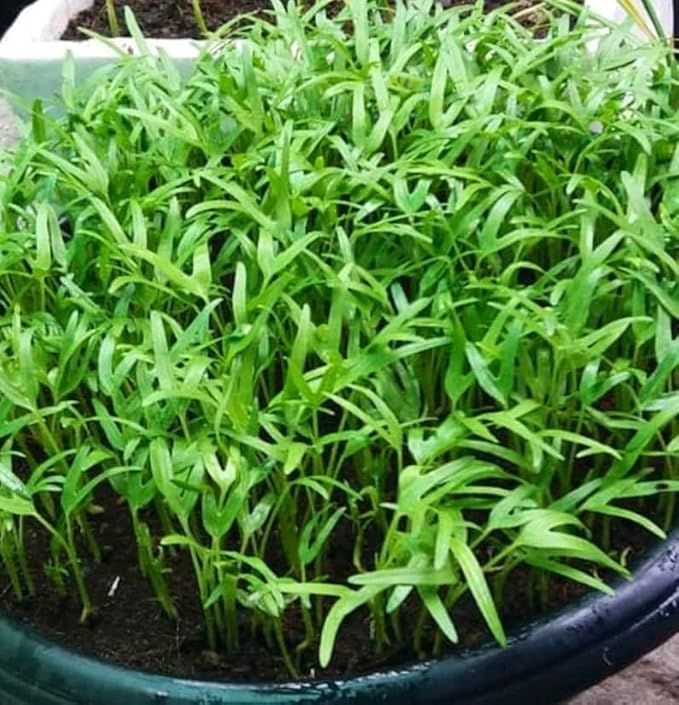 1000+ Kangkong Seeds - Hat Rau Muong La TRE - Kong Xin CAI - Ong Choy Seeds for Planting Vegetable for Yard & Garden Made in USA | Non-GMO | Organic | 95% Germination Rate