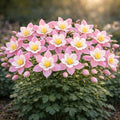500+ Columbine Seeds for Planting Outdoors – Aquilegia Perennial Flower Seeds, Pollinator Friendly Wildflower Garden Flowers, Cottage Garden Flower Seeds for Spring Planting (Pink,500)