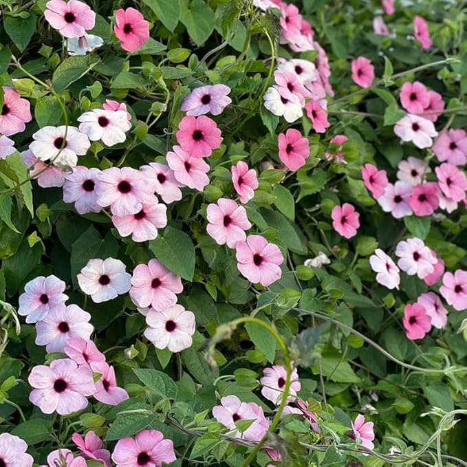 300+ Perennial Mix Thunbergia Black Eyed Susan Seeds for Planting-Non-GMO Heirloom Climbing Vine Flower Seeds for Planting