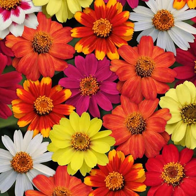 Eden Brothers Zinnia Seeds - Zahara Single Mix, Non-GMO Seeds for Planting, Packet | Low-Maintenance Flower Seeds, Plant During Spring, Zones 3, 4, 5, 6, 7, 8, 9, 10