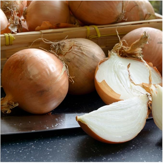 Seed Needs Onion Seeds for Planting Yellow Sweet Spanish Long Day Onions - Non-GMO Heirloom & Untreated Vegetable Seeds to Plant an Outdoor Home Grown Veggie Garden (1 Pack)