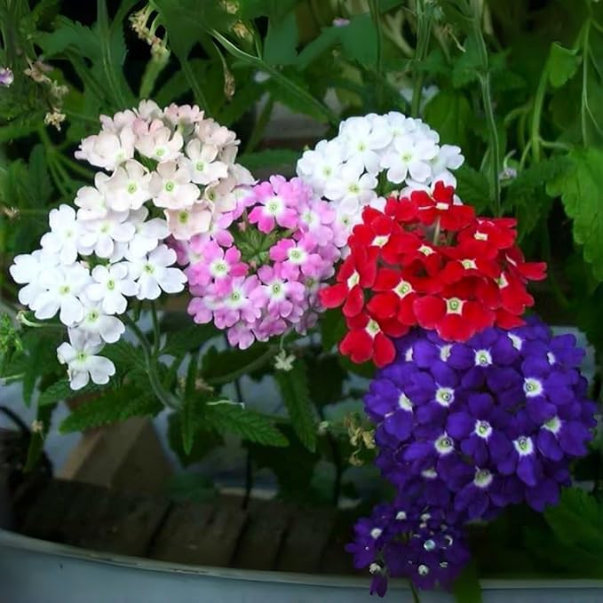 Verbena Flower Seeds 5000 – Vibrant Mixed Variety – Easy-Grow, Drought-Resistant Blooms for Beds, Borders & Pollinator Gardens