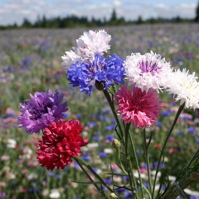 TomorrowSeeds - Cotton Candy Mix Tall Bachelor Button Seeds - 1000+ Count - for 2026 Planting Centaurea Multicolor Heirloom Tall Cornflower Flower Bouquet Edible Boutonniere Basket Corn Grow Your Own