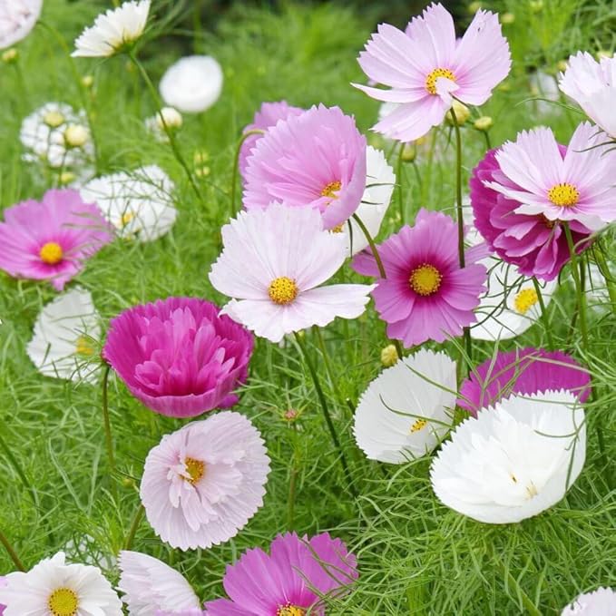 Cosmos Flower Seeds for Planting - 1000+ Heirloom Non-GMO Double Petal Mix - Large Blooms Annual Cut Flowers for Garden Beds, Borders & Bouquets