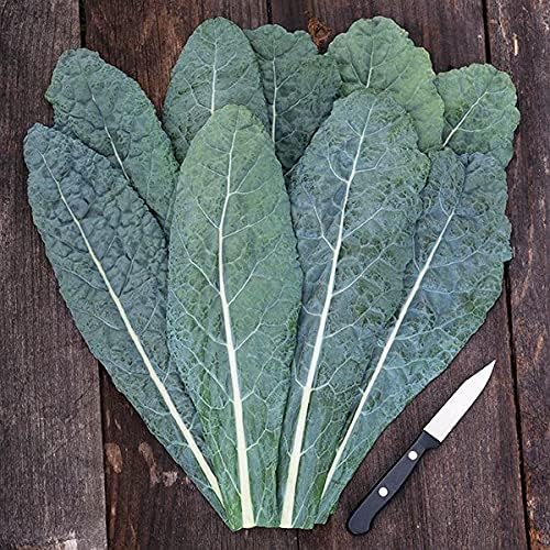 Organic Kale Seeds, APPR. 550, Lacinato Kale, Heirloom Vegetable Seeds, Certified Organic, Non GMO, Non Hybrid, USA