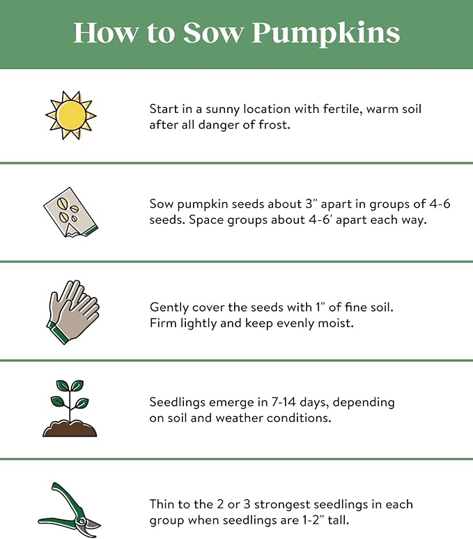 Burpee Connecticut Pumpkin Seeds 50 seeds