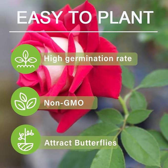300+ Perennial Mixed Rose Flower Seeds for Planting Outdoor-Fragrant Non GMO Heirloom Garden Home Great Gardening Gifts