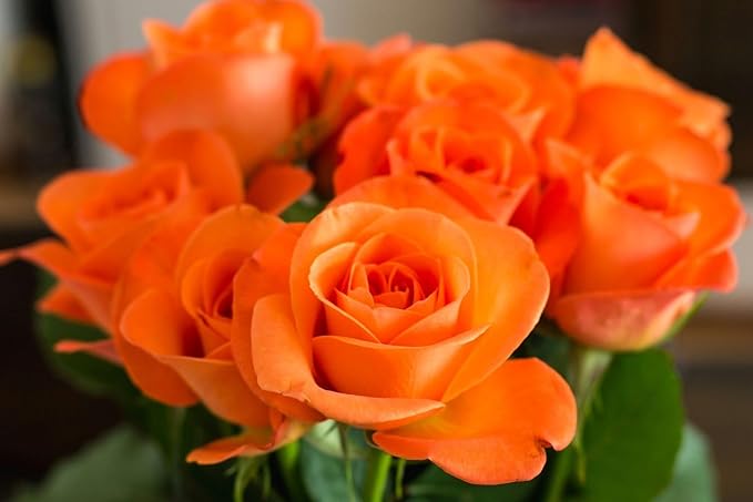 300+ Mixed Climbing Rose Seeds for Planting Outdoors-Hybrid Rare Rose Flower Seeds to Plant,Non-GMO Heirloom Home Great Garden Vine Home Landscape
