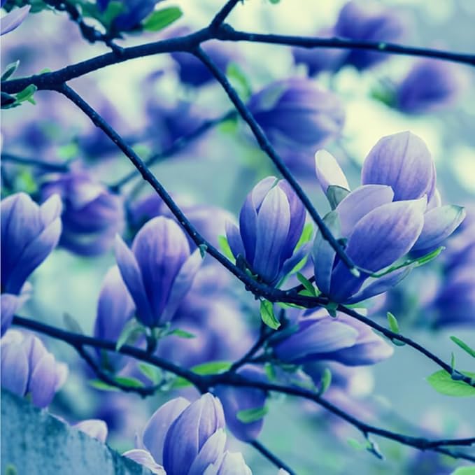 10+ Perennial Mix Magnolia Flower Seeds for Planting Outdoors -Magnolia Trees Plants Seed Ornamental Fragrant Tree Garden,Non-GMO Heirloom for Home Outdoor Garden