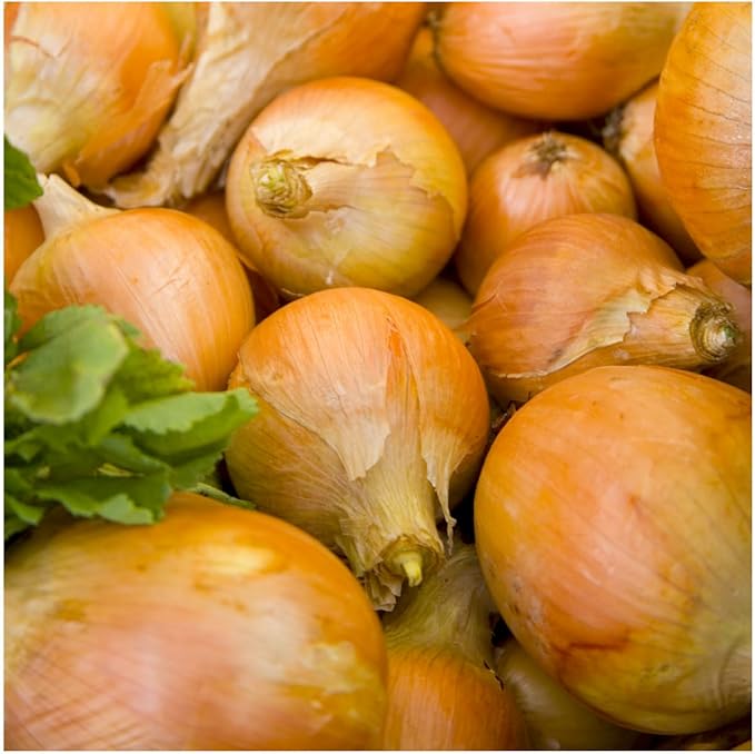 Seed Needs Onion Seeds for Planting Walla Walla Long Day Onions - Non-GMO Heirloom & Untreated Vegetable Seeds to Plant an Outdoor Home Grown Veggie Garden (5 Packs)