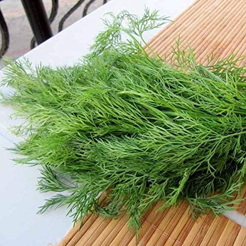 Seeds Dill Bush Type Heirloom Vegetable for Planting Non GMO