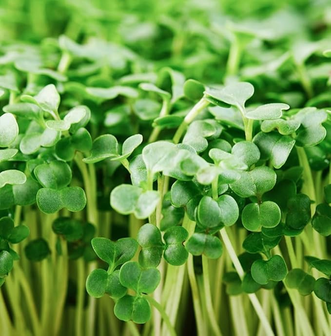 Di Cicco Organic Broccoli Seeds for Growing Microgreens – Heirloom, Non GMO Seeds to Plant & Grow Organic Broccoli in Home Indoor Hydroponic Gardens – Great Gardening Gift (1/2 Pound)