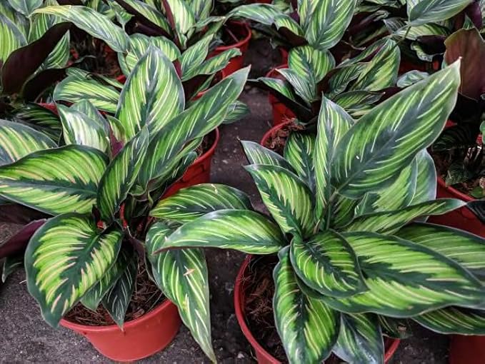 Gardenera Premium Calathea Plant Potting Mix - Elevate Your Space with Striking Foliage Patterns and Distinctive Beauty - 4 Quart
