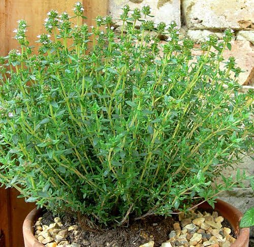 1000 Mixed Herb Seeds Heirloom Non GMO 12 Varieties This is a Mix, Thyme Oregano Sage Tarragon Marjoram Summer Savory Basil Italian Greek Thai Dwarf Ruby Red, Diplotaxis tenuifolia Grown in USA