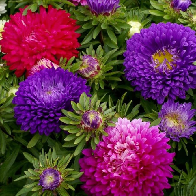1000+ Perennial Aster Flower Seeds for Planting Outdoors-Rainbow Flower Garden Home Fragrant Butterfly